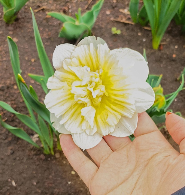 Нарцисс Айс Кинг 1 уп.(2 шт.) 